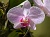 Orchid Flower 