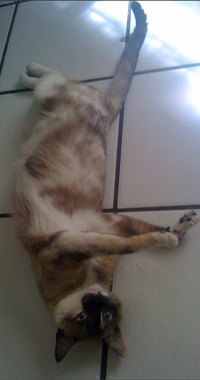 Clarinha Yoga pose